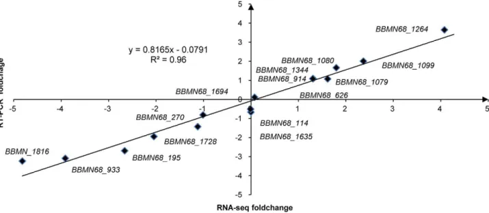 Figure 4. Comparsion of functions to clusters of orthologous genes in Bifidobacterium longum subsp