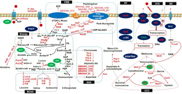 Figure 6. Activity of ATPase in Bifidobacterium longum subsp.