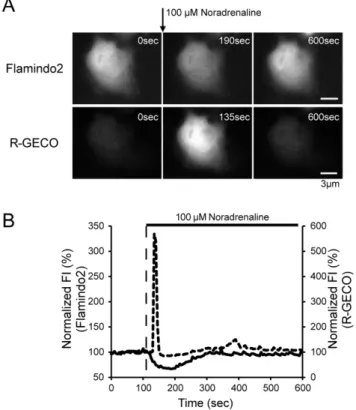 Figure S1 Schematic representation of the domain structure of mutated Flamindo. Cell lysates from mutated Flamindo-expressing JM109 (DE3) were subjected to fluorescence spectrophotometry with or without 1 mM cAMP