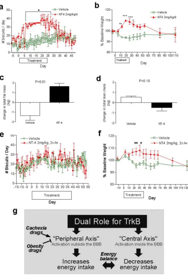 Figure 4. Effects of TrkB agonists on appetite and weight in obese baboons. a–d, Daily IV infusion of 2 mg/kg of NT4 for 25 days into obese baboons (baseline body weight 20–30 kg, n = 3 per group) lead to a reversible increase in food intake (a) and body w