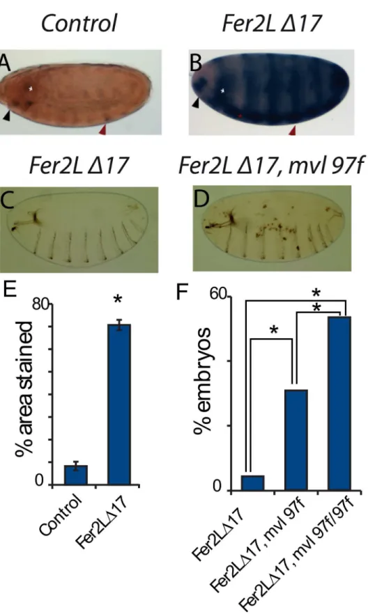 Fig 6. Ferritin genes interact genetically with the DMT1 homolog Mvl . (A) The Mvl 97f -LacZ line shows a spatially restricted expression pattern for Mvl, mainly in the head region, the brain, and a segmentally repeated pattern