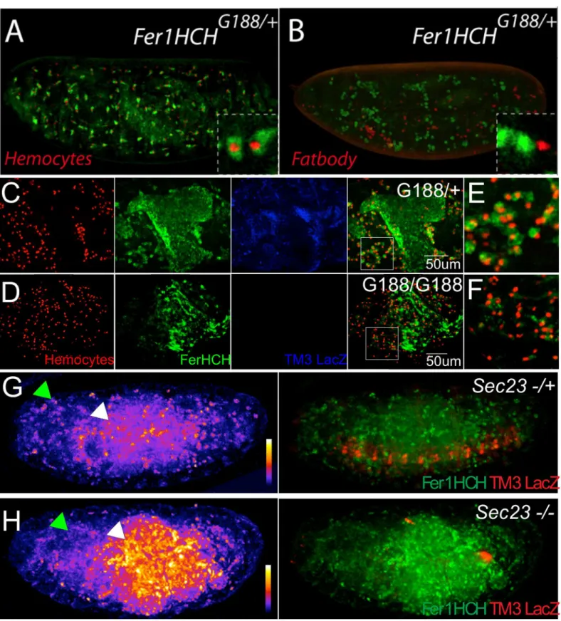 Fig 7. Marked ferritin accumulation in embryos with different genetic backgrounds. Fer1HCH protein was visualized in all embryos using the Fer1HCH G188 GFP trap line (green)