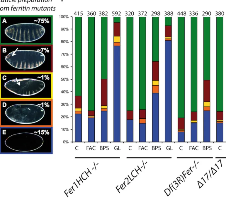Fig 1. Ferritin mutants result in a variety of cuticle phenotypes quantified by different colors