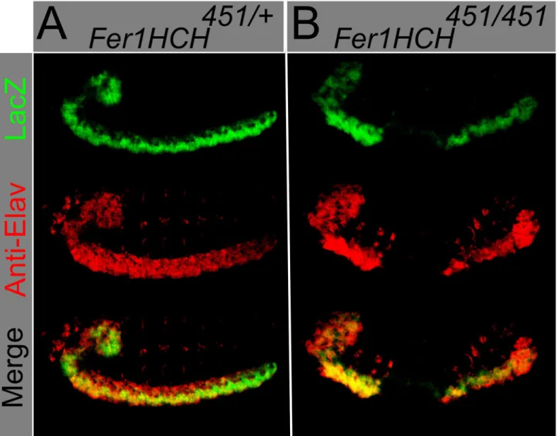 Fig 2. Fer1HCH 451 lacZ enhancer trap is expressed in the embryonic CNS. Using an antibody against Anti- Beta-Galactosidase (green) and an antibody against the neuronal marker Elav (red), colocalization is observed in (A) heterozygous Fer1HCH 451/+ and (B)