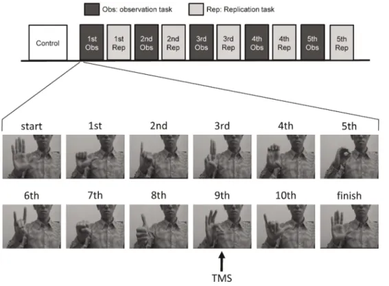 Figure 2A shows typical recordings of MEPs in the FDI obtained from a single participant