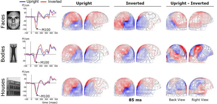 Figure 2. Visually evoked magnetic fields to Upright and Inverted Stimuli. Visually evoked magnetic fields to Upright (blue) and Inverted (red) Faces, Bodies, and Houses recorded at a typical posterior planar gradiometer (MEG2123) in a representative indiv