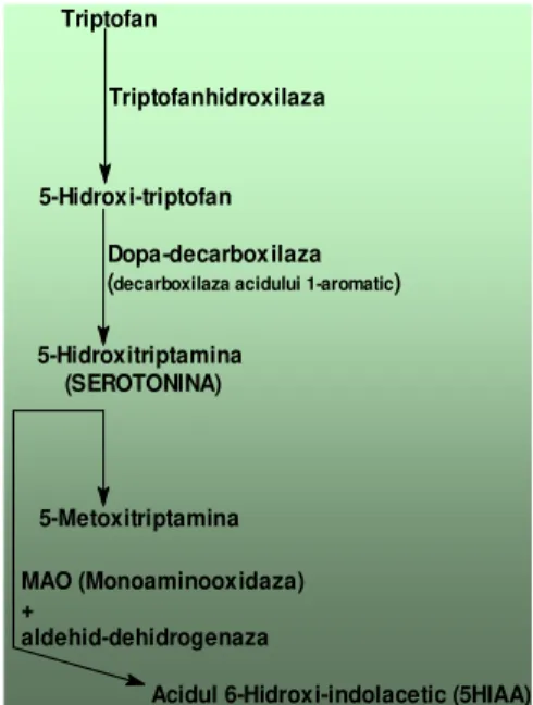Fig. 7. Biosinteza  i degradatea serotoninei  Reserpina 