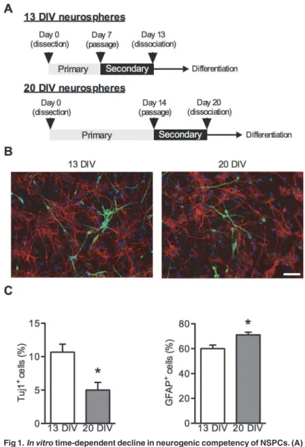 Fig 1. In vitro time-dependent decline in neurogenic competency of NSPCs. (A) Strategy for the functional screening of candidate genes involved in the temporal specification of NSPCs using the neurosphere method