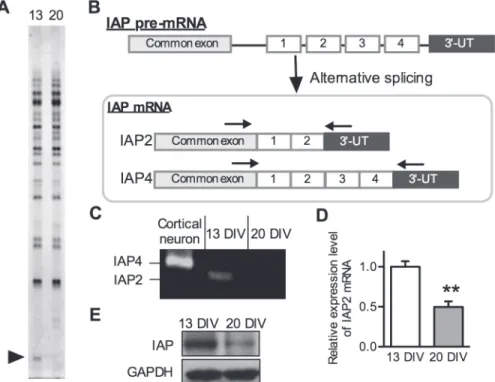 Fig 2. Expression of IAP2 mRNA in NSPCs. (A) Differential display analysis of 13 DIV neurosphere (left lane) and 20 DIV neurosphere (right lane) RNA using No