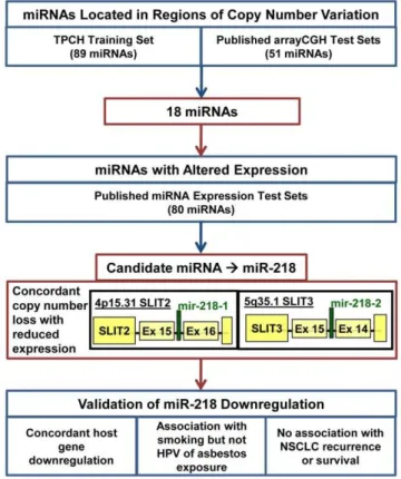 Figure 1. Identification of miR-218 from concordant copy number variation and gene expression from independent data sets