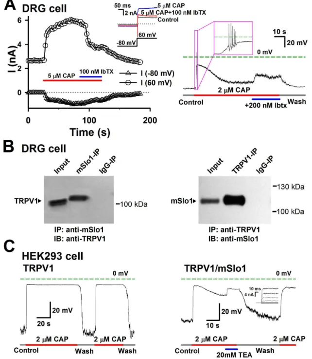 Figure 5.  The physiological role of the TRPV1-BK coupling in DRG cells.  A, Left, BK currents were activated by an influx of Ca 2+  through TRPV1 channels in DRG cells