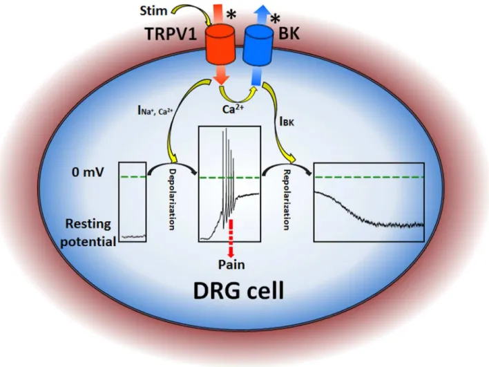 Figure  6.    A  schematic  diagram  for  illustrating  the  pain-transduction  pathway  in  DRG  cell