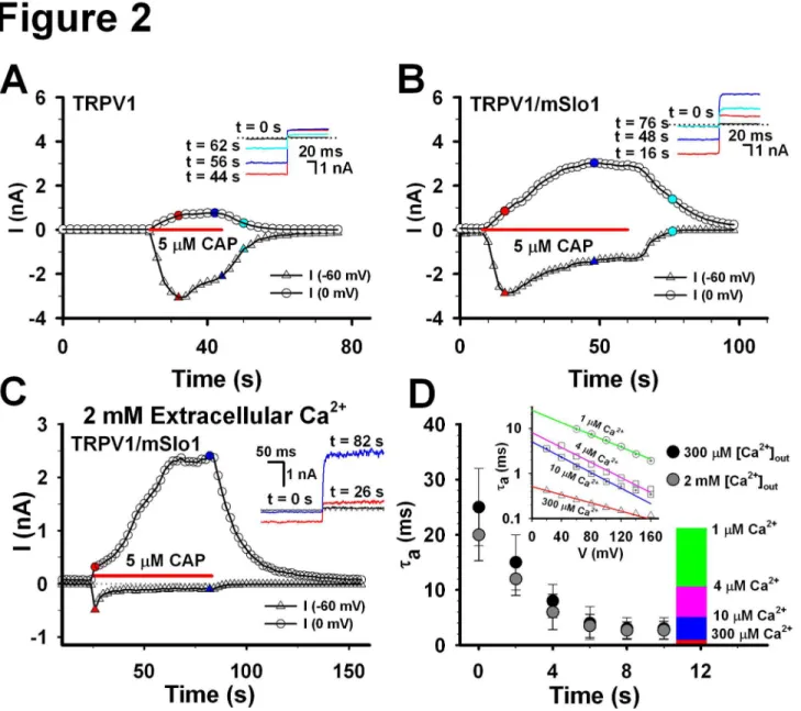 Figure 2.  Comparison of TRPV1 and TRPV1/mSlo1 currents.  A, The time coruse of the TRPV1 currents