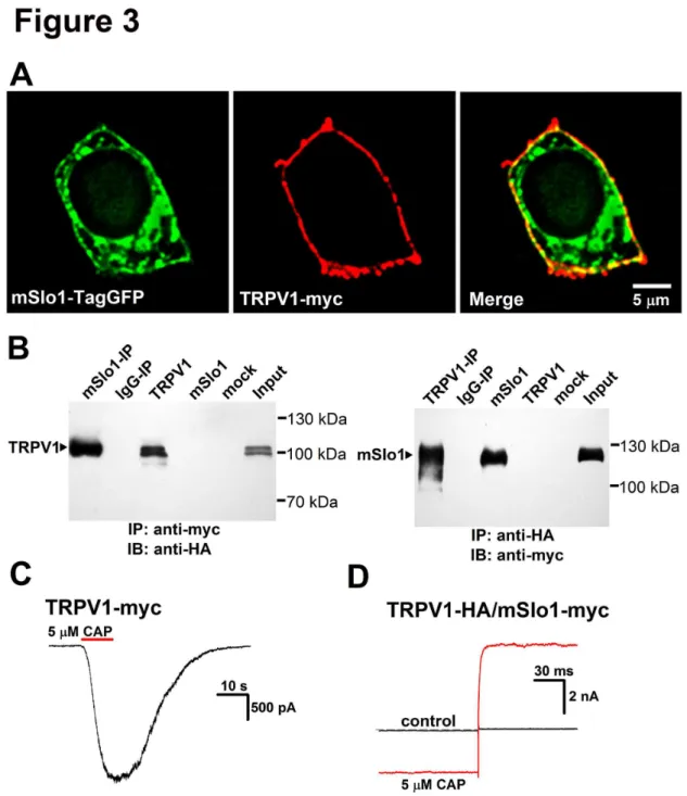 Figure 3.  Colocalization of mSlo1 and TRPV1 in HEK293 cells.  A, Surface expression of mSlo1 and TRPV1