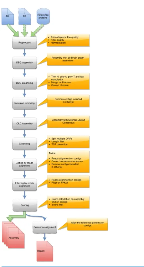 Figure 1 Steps in runDRAP workflow. This workflow is used to produce an assembly from one sam- sam-ple/tissue/development stage