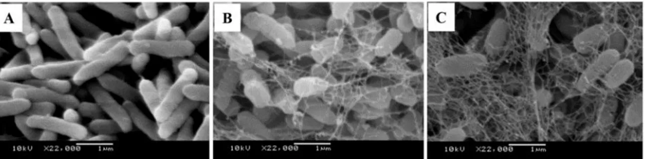 Figure 2 - Scanning electron microscopy images demonstrating the adhesion process (A) and  biofilm formation with the progressive production of the exopolysaccharide matrix (B and C)  in magnification of 22,000X