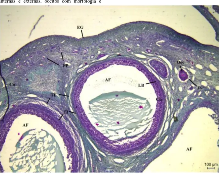 Figura 02: Fotomicrografia de tecido ovariano de suínos do grupo controle. Células da granulosa (CG)  aderidas  à  lâmina  basal  (LB)
