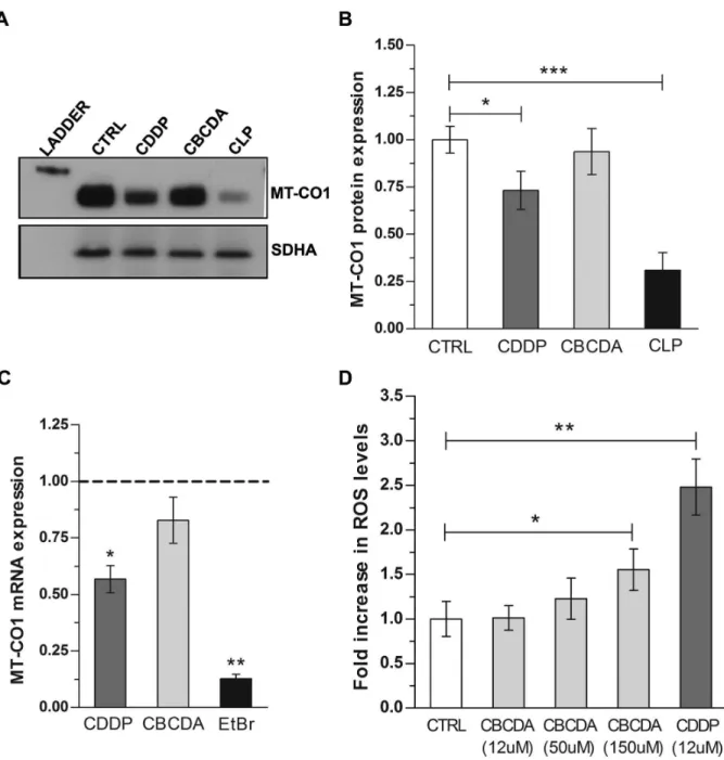 Figure  4.    (A-B)  Cisplatin  exposure  reduces  the  expression  of  mitochondrial-DNA  encoded  proteins