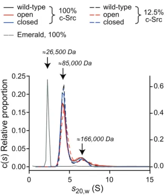 Figure 8. Open c-Src forms high mass complexes and dimers to a greater extent than the closed and wild type forms