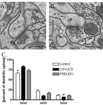 Figure 5. Postsynaptic density area. A. Excitatory synapses located on spines containing polyribosomes have larger postsynaptic density area than those on spines without polyribosomes (two-way ANOVA, p,0.0001) and the synapses enlarge during conditioning (