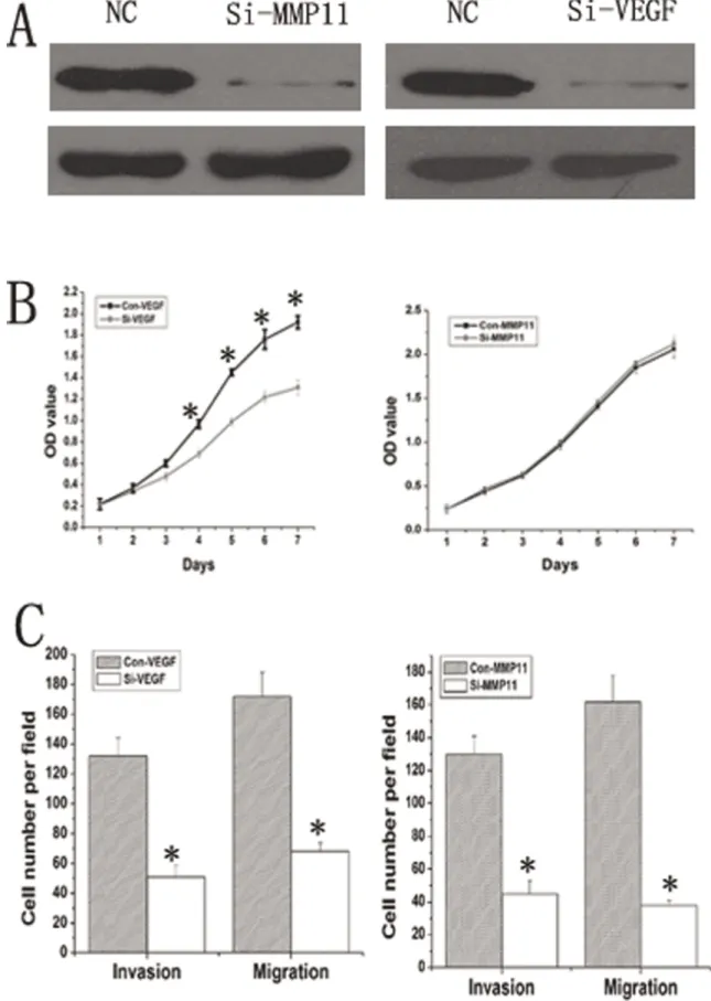 Figure 6. Down-regulation of MMP11 or VEGF-A rescued the loss of miR-125a function in Si-7721 cells