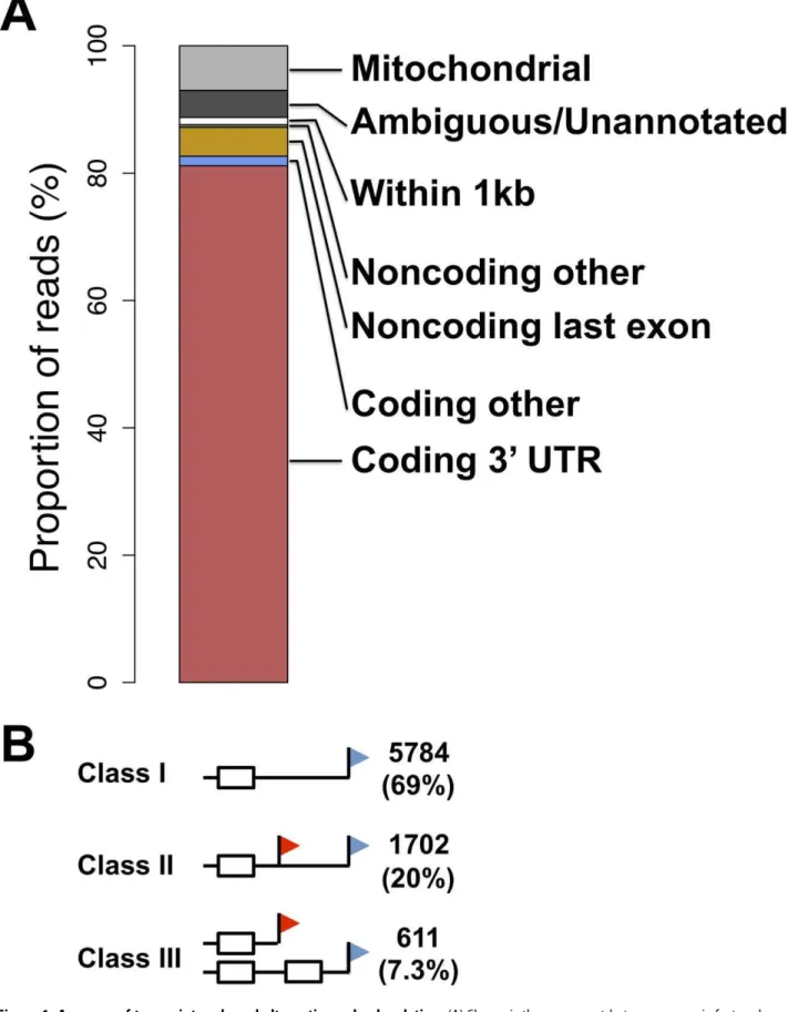 Figure 1. A survey of transcript ends and alternative polyadenylation. (A) Shown is the agreement between genomic feature boundaries from the UC Santa Cruz human genome annotation [63] and 39-end cleavage positions from all samples and replicates of 39-end