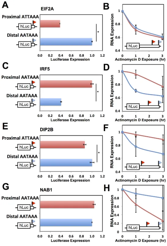 Figure 5. Effects of 3 9 processing signals and transcript half-life on expression of short and long transcripts