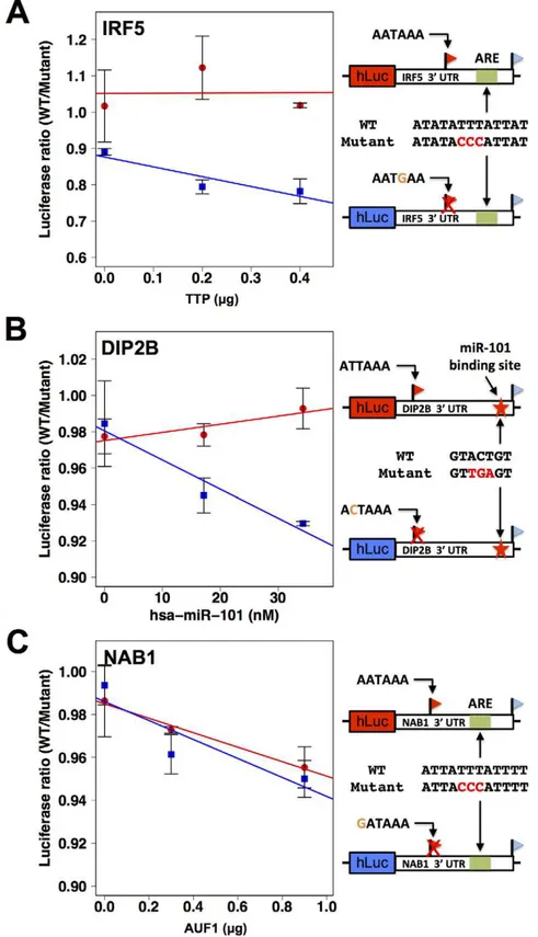 Figure 6. 3 9 sequence motifs are required for the regulatory response to trans -acting factors