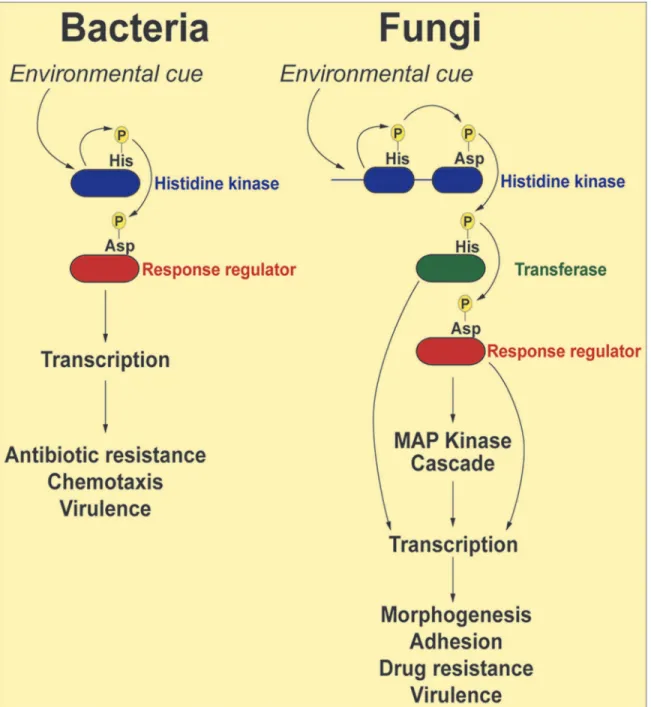 Fig 1. Schematic representation of two-component signal transduction pathways in bacteria and common human fungal pathogens