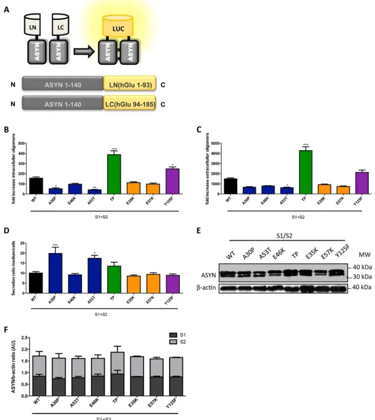 Figure 7. ASYN bPCA. A. Schematic representation of the ASYN bPCA constructs. Non-bioluminescent halves of humanized Gaussia luciferase (hGLuc) were fused to ASYN monomers