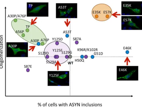 Figure 10. A-B morphology analysis of Golgi apparatus. The morphology of the Golgi apparatus in.50 cells was analysed and quantified