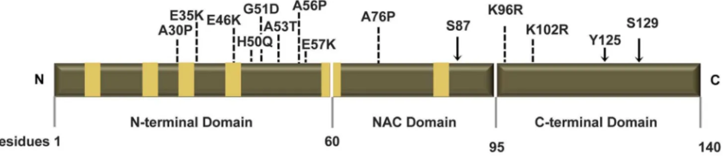 Figure 1. Human ASYN. Scheme representing the structure of human ASYN with the three distinct domains (N-terminal, NAC and C-terminal).