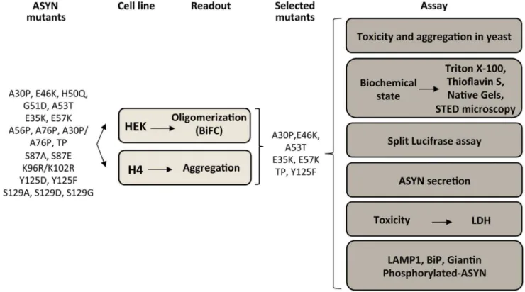 Figure 3. ASYN mutation effects in the inclusion formation. A. Constructs used in the aggregation model
