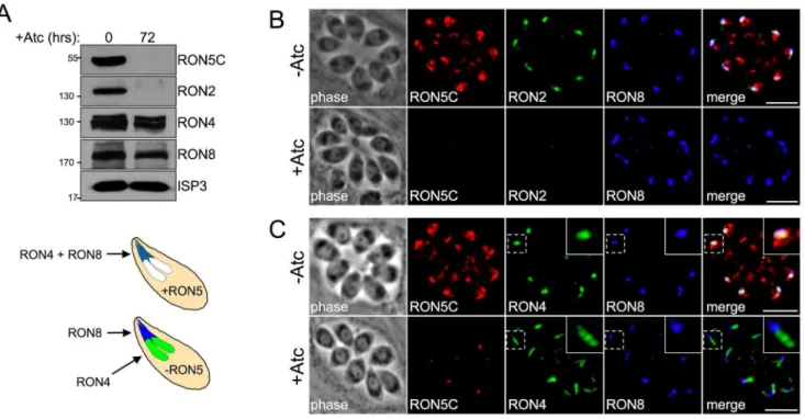 Figure 4. The MJ RON core complex is disrupted in the absence of RON5. (A) Western blot analysis of MJ RONs 2, 4 and 8 following RON5 knockdown