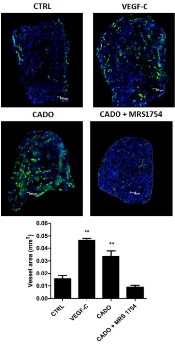 Figure 5. Effects of adenosine on lymphangiogenesis in the in vivo model of collagen sponge