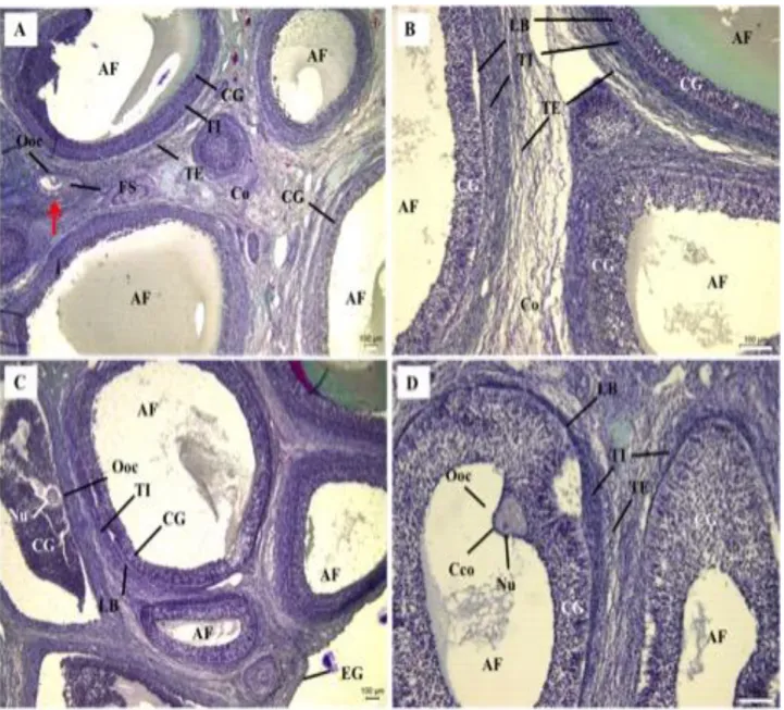 Figura 05:  Fotomicrografias de tecido ovariano de  suínos  armazenado por diferentes tempos à 4 ° C