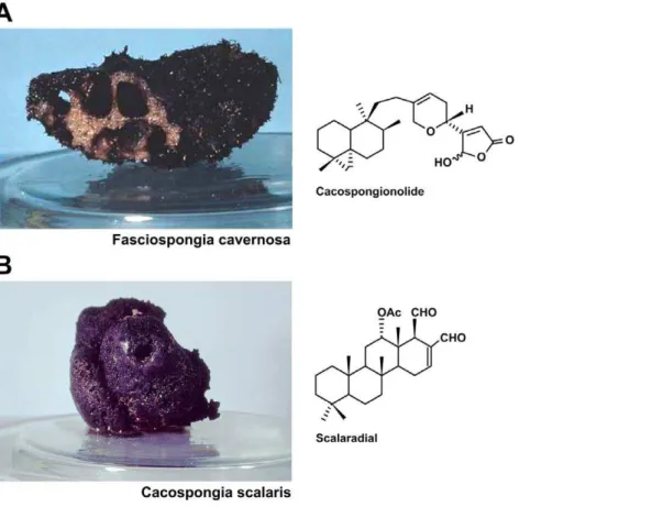 Figure 1. Cacospongionolide and Scalaradial: structures and original sponges. Chemical structures of cacospongionolide and scalaradial isolated from marine sponges Fasciospongia cavernosa and Cacospongia scalaris, respectively.