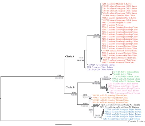 Figure 4. Phylogenetic relationships among Dicronocephalus species reconstructed with Bayesian infer- infer-ence using COI and 16S rRNA sequinfer-ences