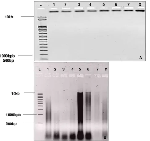 Figure 3. (A): Agarose gel analysis (0.8%) of extracted gDNA by the adapted protocol. (B) : Agarose gel analysis (0.8%) of extracted gDNA by the Wagner protocol