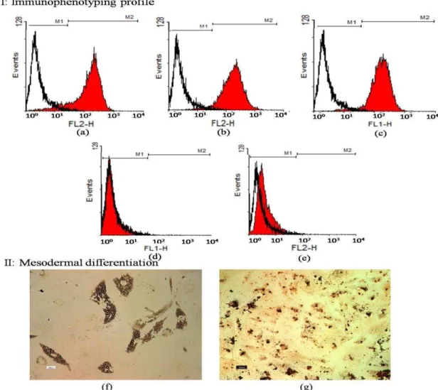 Figure 1. I: Immunophenotyping of human bone marrow derived mesenchymal stem cells (hBM-MSCs) using flowcytometry