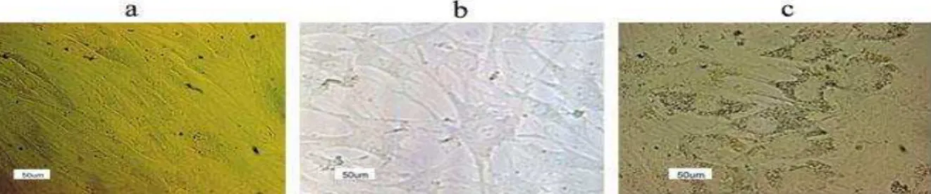 Figure 3. Morphology of the cells on day 0 (a), day 7- the first (b), and day 21- second (c) stages of differentiation 