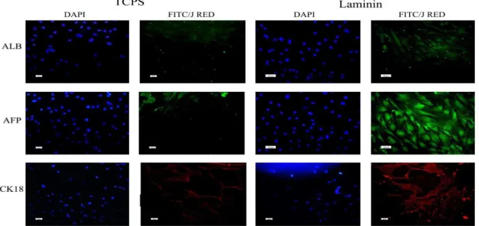 Figure 5. Immunofluorescent staining of albumin, alpha-fetoprotein and cytokeratin 18 in differentiated cells on polystyrene and laminin