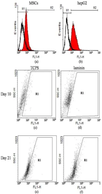 Figure 6. Flowcytometric analysis of C-MET expression with WinMDI  2.8  software.  C-MET  expression  in  human  bMSCs  (day  0)  (12.39%)  (panel a), hepG2 (93.35%) (panel b), 10th day of differentiation in cells  on polystyrene (3.5%) (panel c) and on la