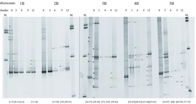Fig. 6. DGGE gels showing a genetic fingerprint of the bacterial communities in the two aerobic microcosms 1B (with CH 4 ), 2B (with acetate) and the three anaerobic microcosms 3B (with H 2 ), 4B (unamended) and 5B (with acetate) during the twelve months o