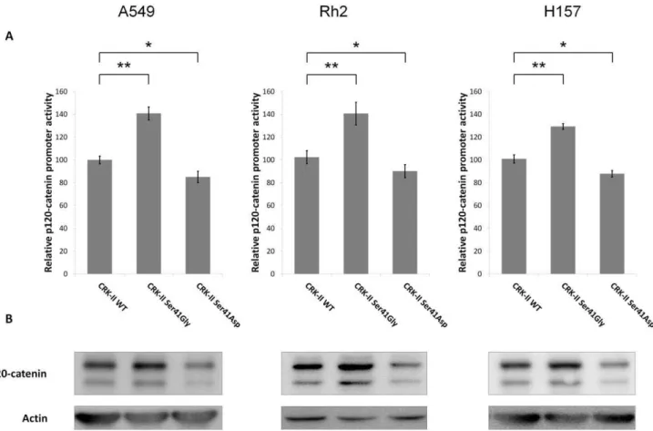 Figure 2. A- Relative p120-catenin (CTNND1) promoter activity in A549, Rh2 and H157 cell lines following transient transfection of CRK-II, CRK-II (Ser41Gly) or CRK-II (Ser41Asp) mutants