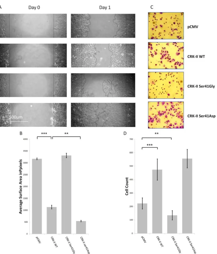 Figure 3. A-Wound healing assays in A549 cells stably expressing pCMV vector, wild type CRK-II (WT), CRK-II (Ser41Gly) or CRK-II (Ser41Asp) mutants