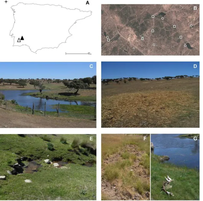 Fig 1. Aspects of the collection sites of environmental samples. (A) Map of the Iberian Peninsula highlighting the location of the bTB-positive (black triangle) and presumed bTB-negative (white triangle) study areas; (B) detail of sites in the bTB-infected