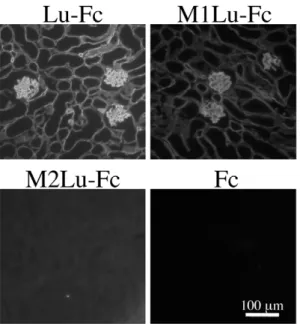 Figure 3. The binding of Lu-Fc and chimeric mutant proteins to laminin a 5 in tissue sections
