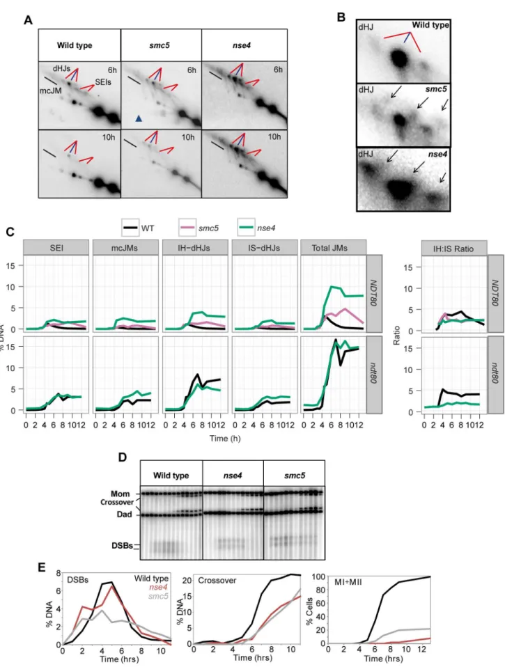 Figure 5. Aberrant joint molecules accumulate in smc5 and nse4 mutants. (A) Examples of time courses from 2D gels