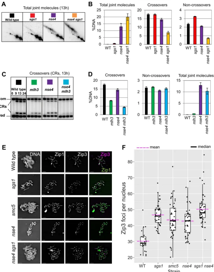 Figure 6. Sgs1 and MutLc are functional in smc5/6 . (A) Representative images of 2D analysis from sgs1 mutant (P CLB2 -3HA-SGS1) in combination with nse4